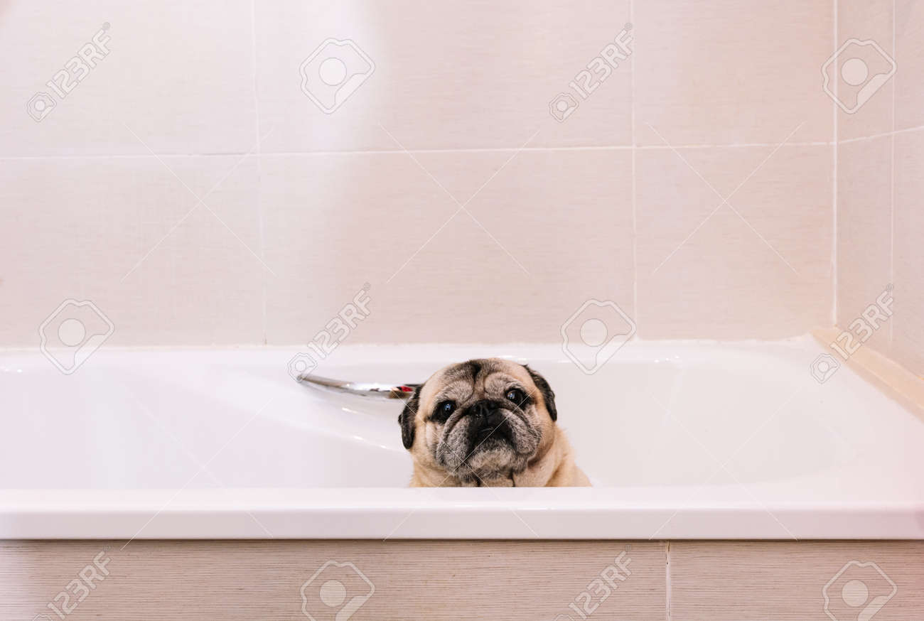 Adorable Pug dog in the bathtub at home getting ready for a comforting bath with hot water. Concept of pet care, coat care and dog hygiene. - 165273838 Adorable Pug dog in the bathtub at home getting ready for a comforting bath with hot water. Concept of pet care, coat care and dog hygiene. - 165273838