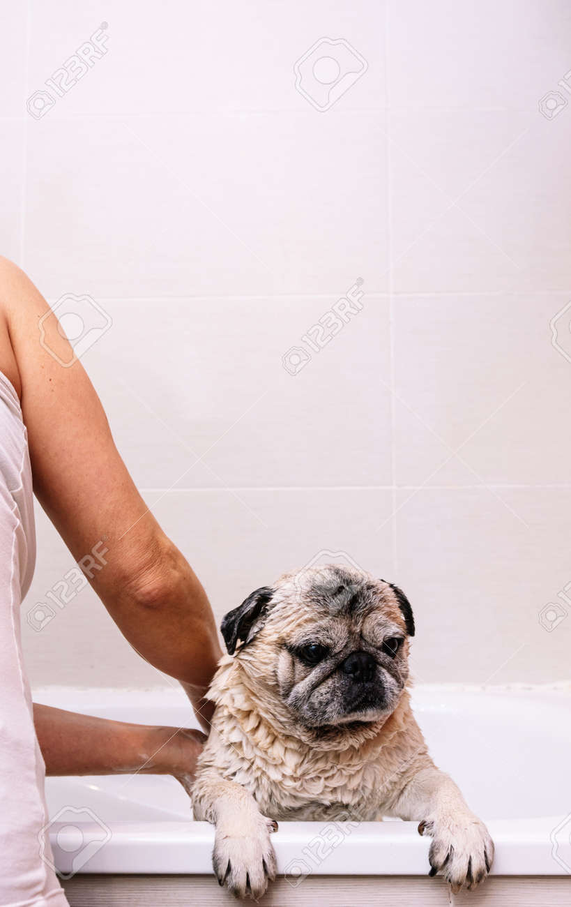 Adorable Pug dog in the bathtub at home getting ready for a comforting bath with hot water. Concept of pet care, coat care and dog hygiene. - 165273843 Adorable Pug dog in the bathtub at home getting ready for a comforting bath with hot water. Concept of pet care, coat care and dog hygiene. - 165273843