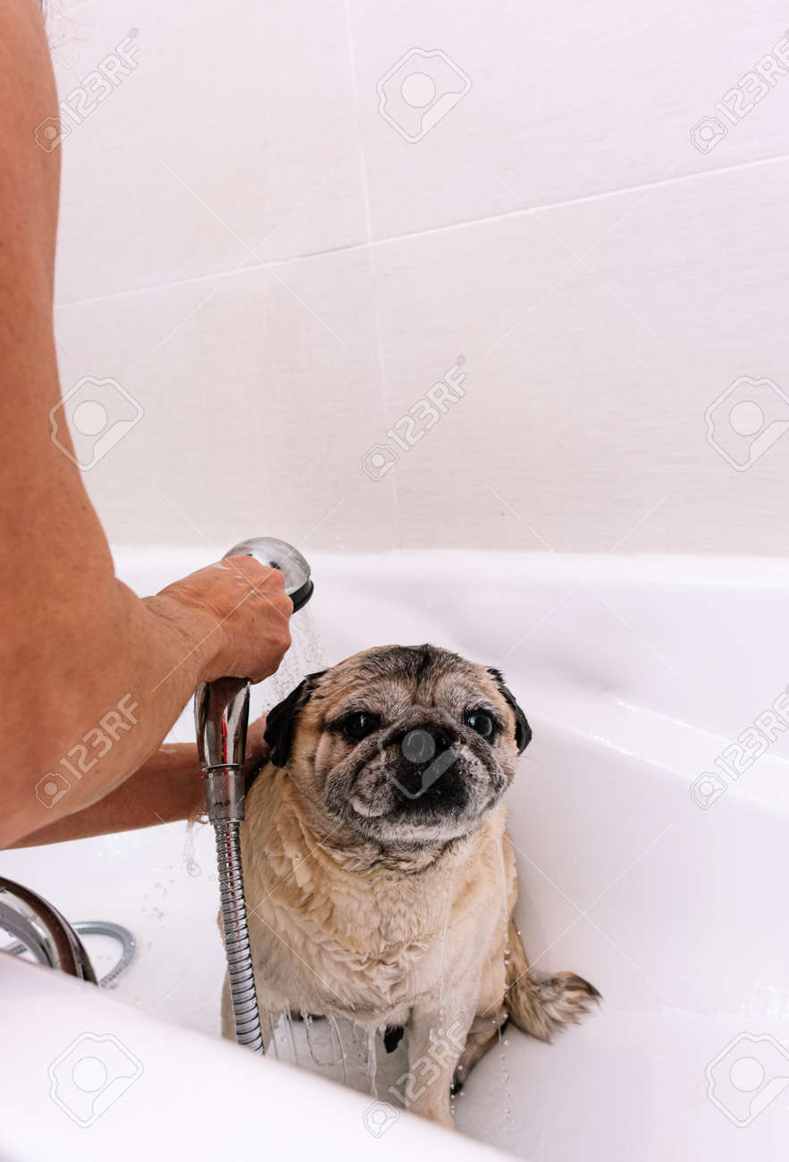 Adorable Pug dog in the bathtub at home getting ready for a comforting bath with hot water. Concept of pet care, coat care and dog hygiene. - 165273846 Adorable Pug dog in the bathtub at home getting ready for a comforting bath with hot water. Concept of pet care, coat care and dog hygiene. - 165273846