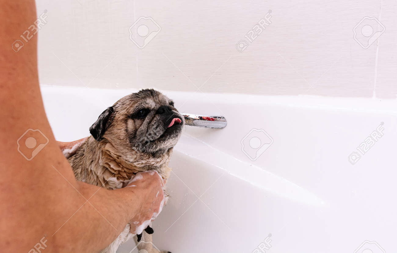 Adorable Pug dog in the bathtub at home getting ready for a comforting bath with hot water. Concept of pet care, coat care and dog hygiene. - 165274119 Adorable Pug dog in the bathtub at home getting ready for a comforting bath with hot water. Concept of pet care, coat care and dog hygiene. - 165274119
