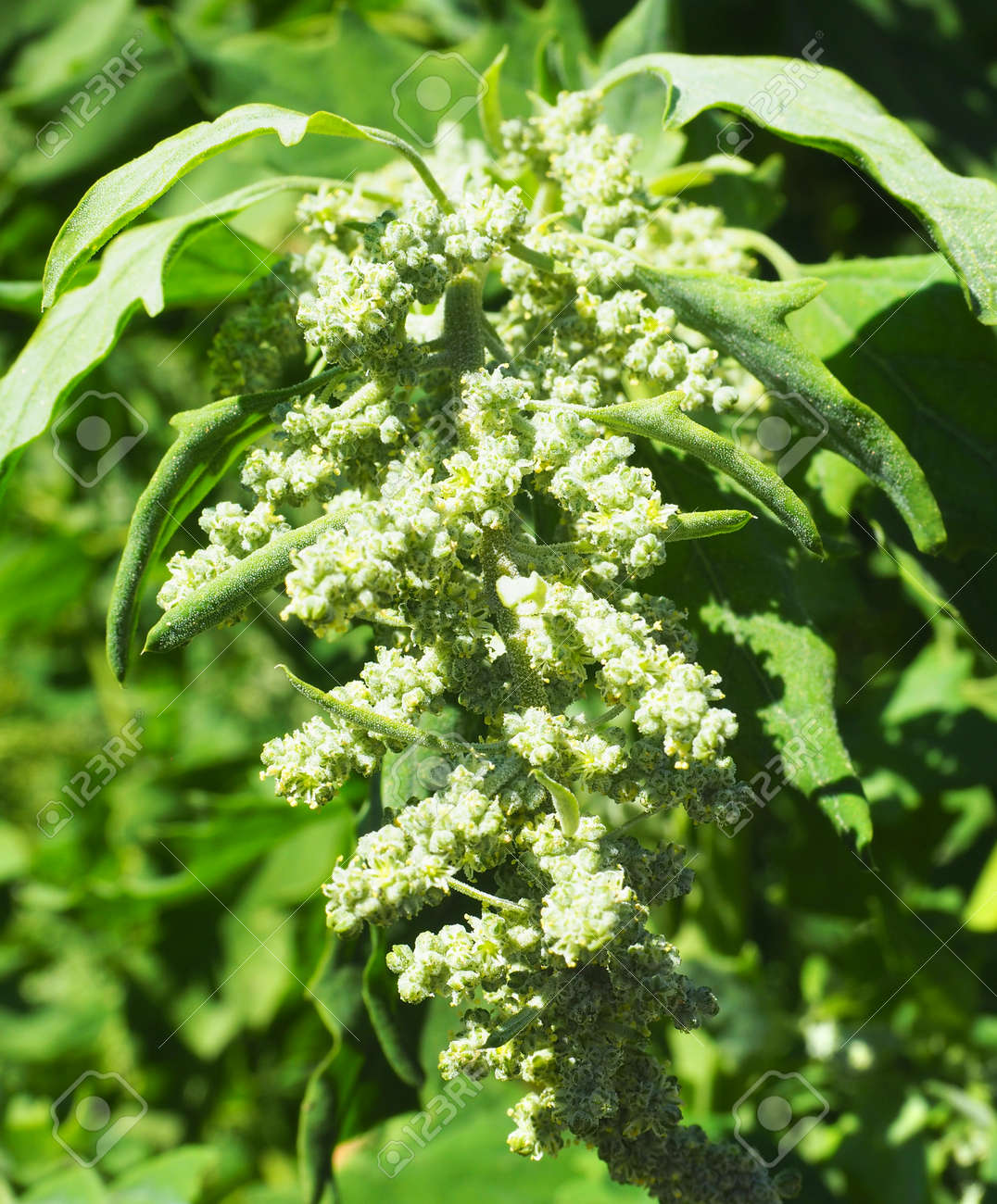 etiam-dictum-ipsum-a-felis