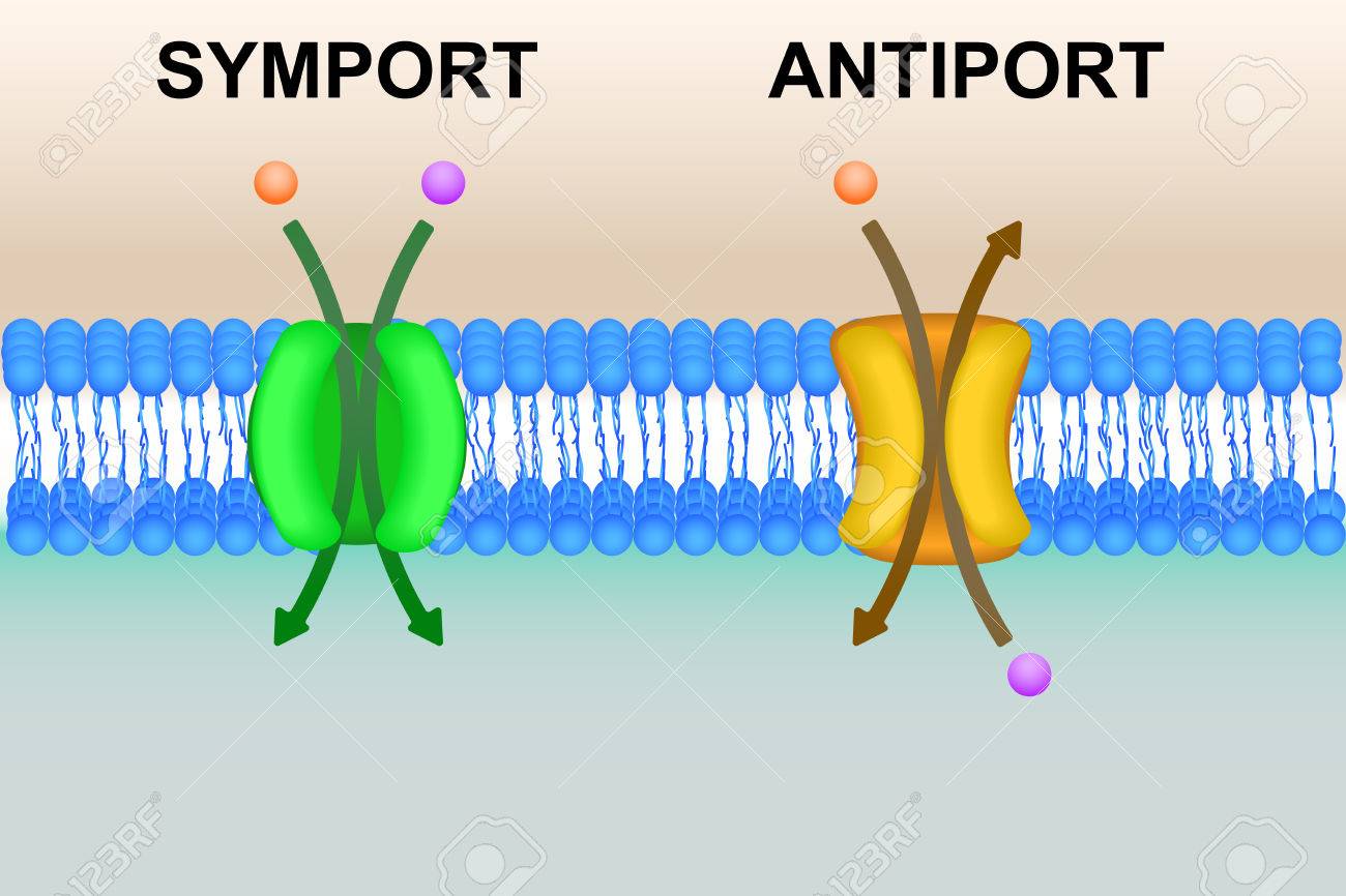 types of cell transport