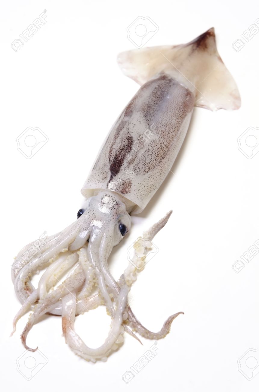 スルメイカの写真素材・画像素材 Image 13279513