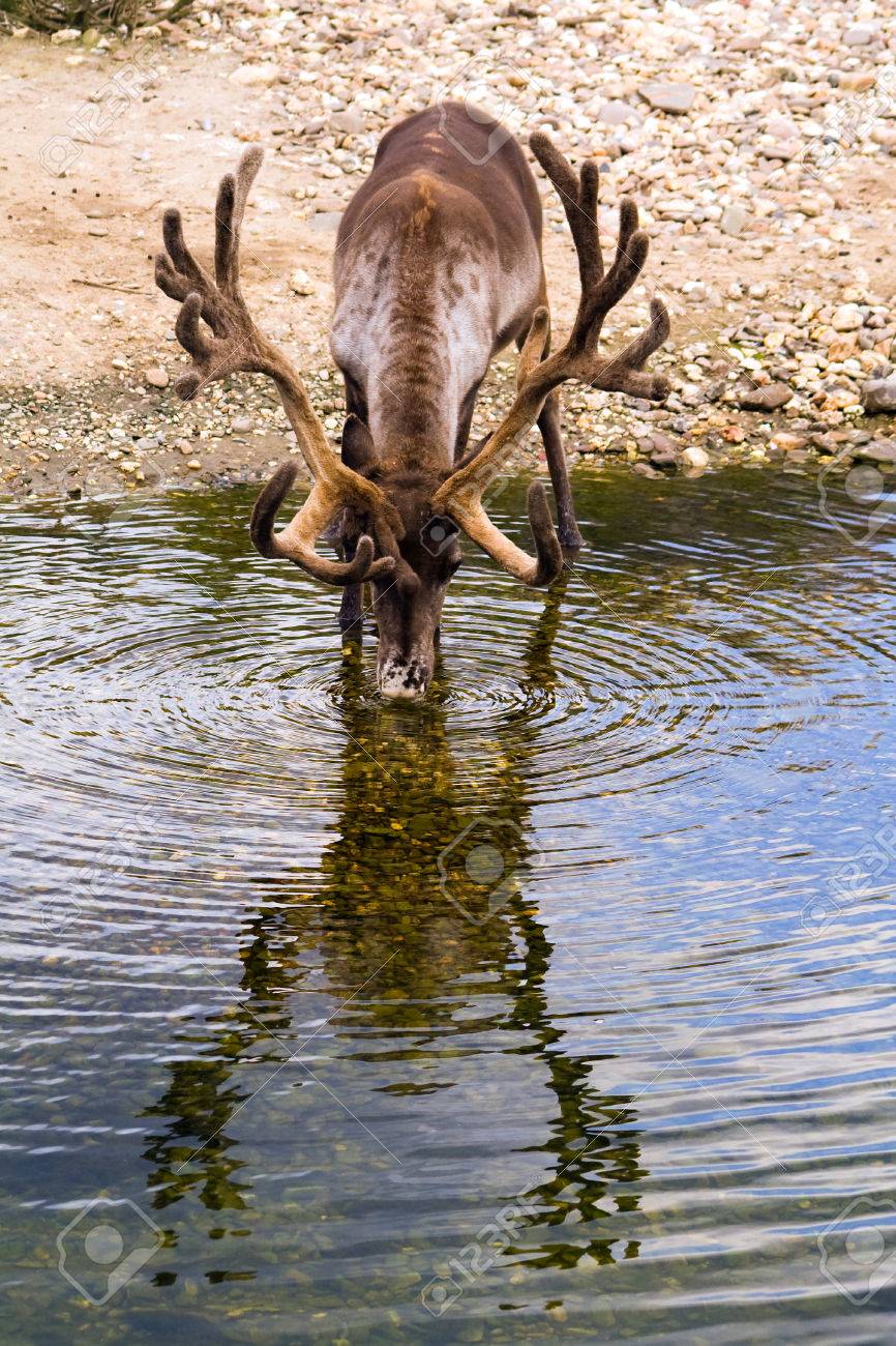 Drinking Reindeer Stock Photo, Picture And Royalty Free Image. Image  29474980.