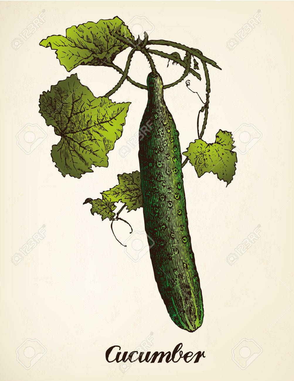 Cucumber Vintage Illustration Royalty Free Cliparts, Vectors, And Stock Illustration. Image 33090708.