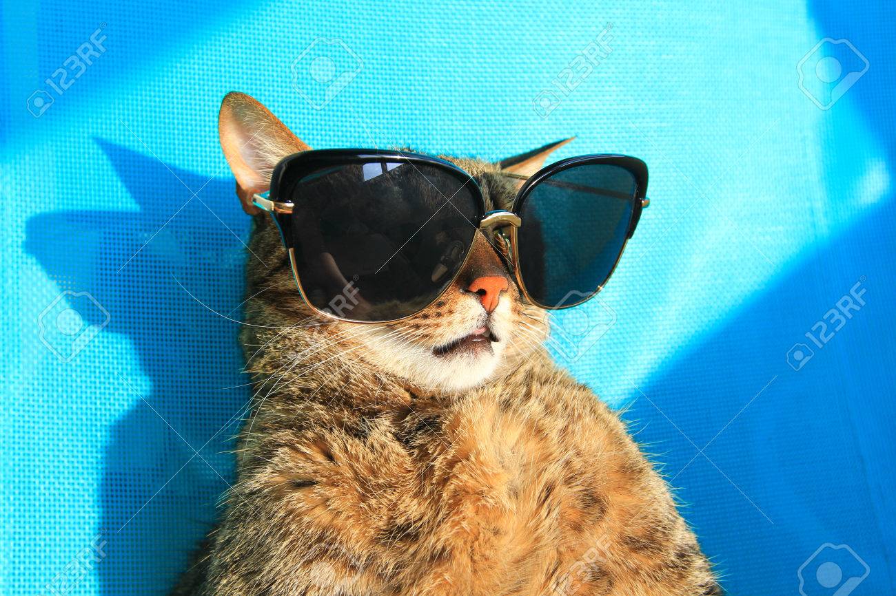 Drole De Chat Portant Des Lunettes De Soleil En Vacances Vacances D Ete Banque D Images Et Photos Libres De Droits Image Drole De Chat Portant Des Lunettes De Soleil En Vacances Vacances D Ete Banque D Images Et Photos Libres De Droits Image