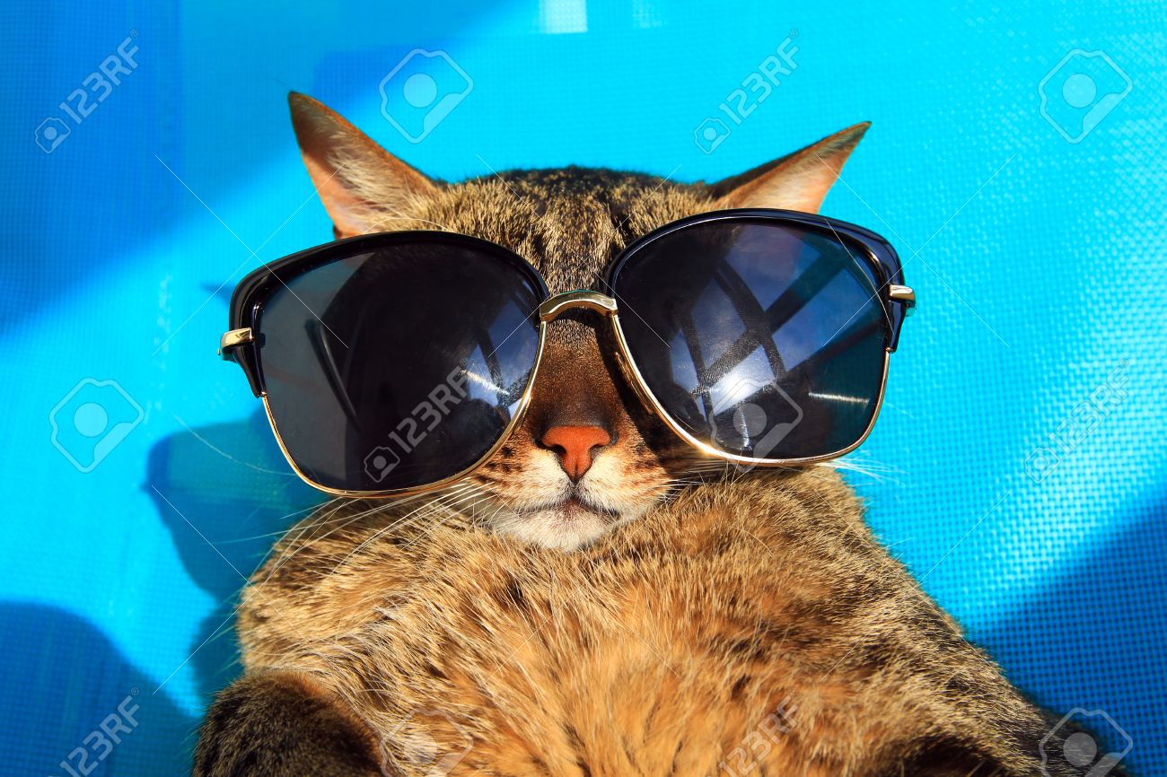 cat with sunglasses