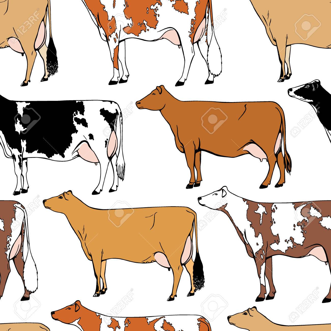 diferentes tipos de vacas lecheras diferentes tipos de vacas lecheras