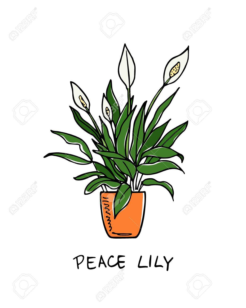 手描きの観葉植物 のイラスト素材 ベクタ Image 手描きの観葉植物 のイラスト素材 ベクタ Image