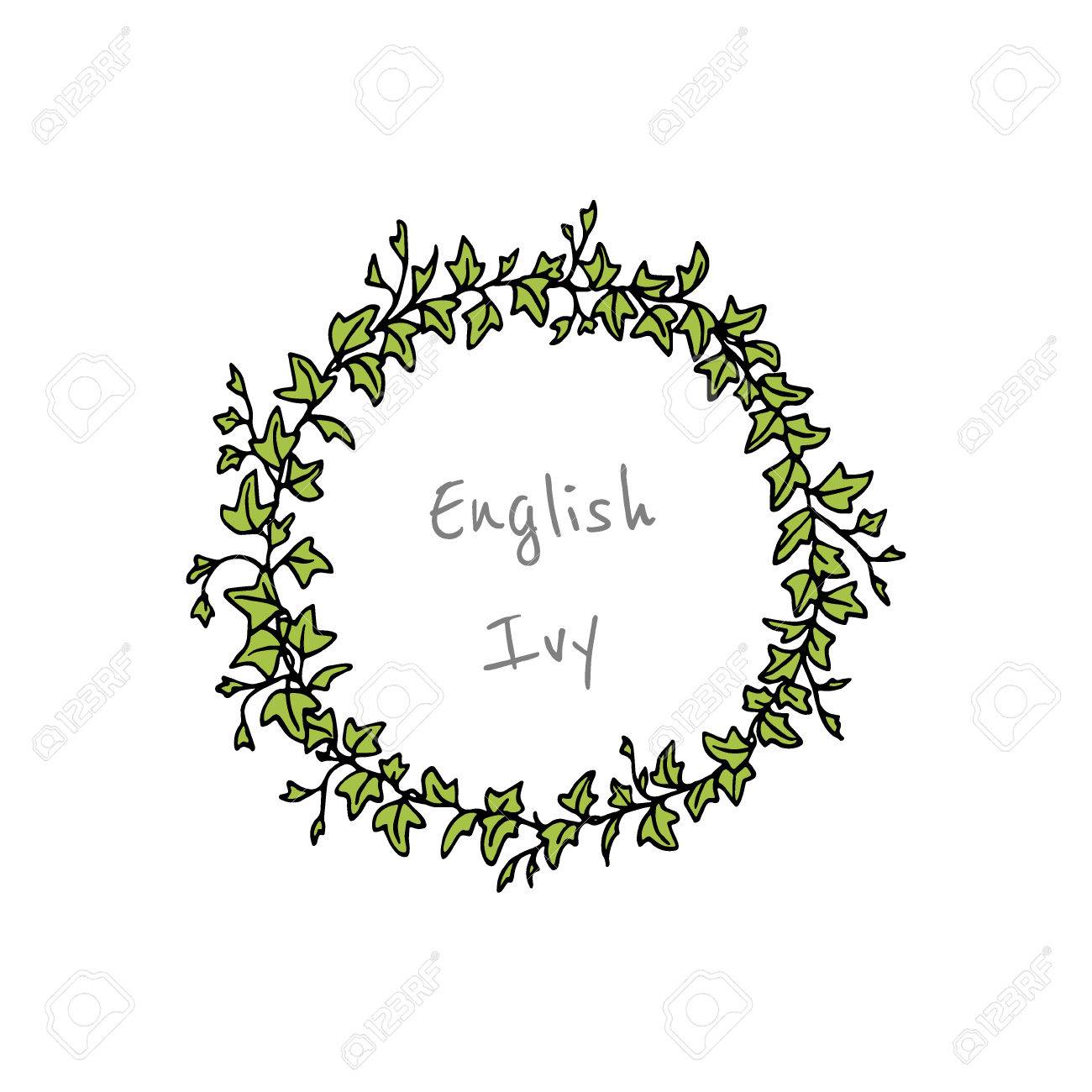 english ivy wreath royalty free cliparts vectors and stock