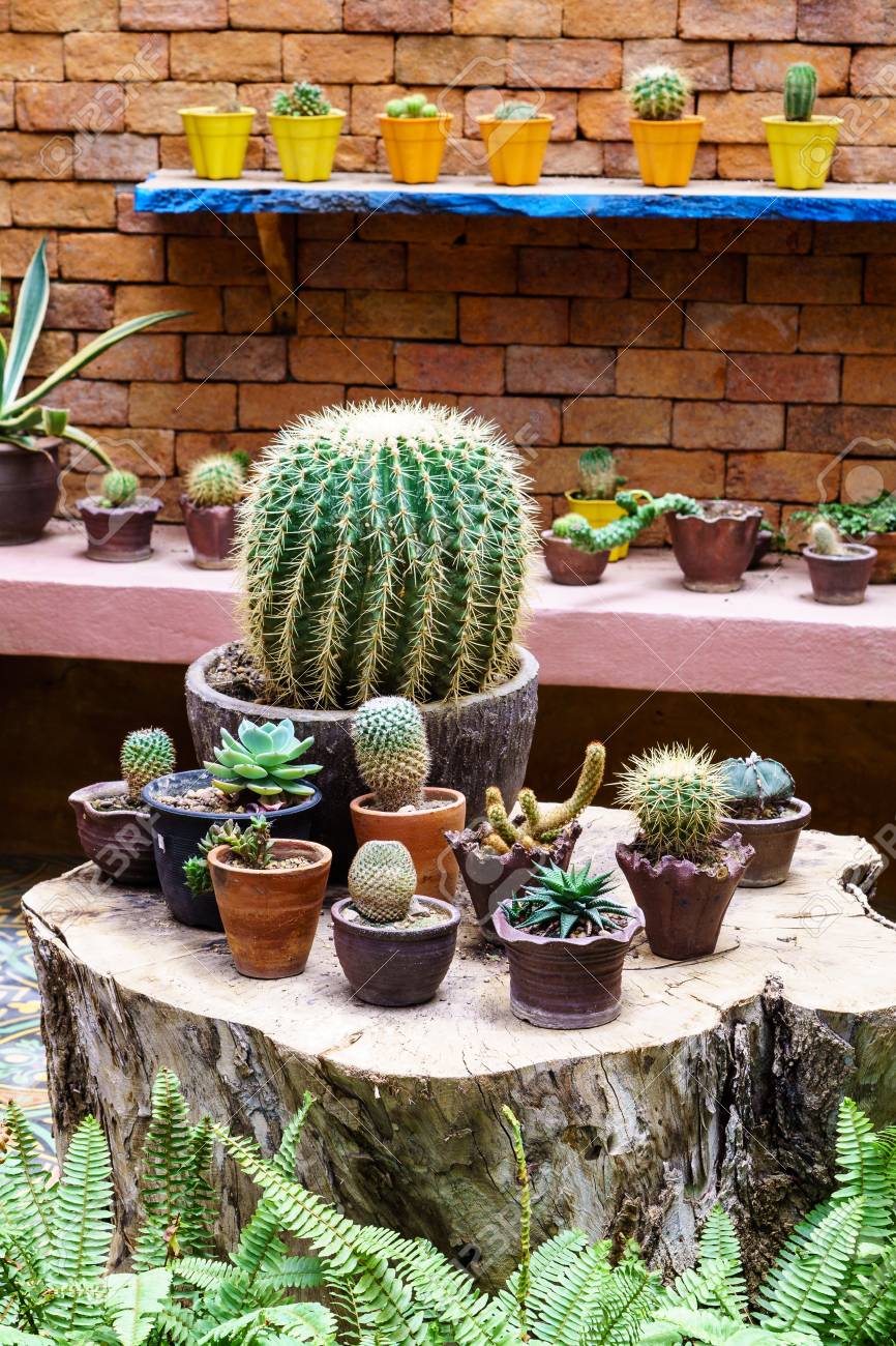 Jardin De Cactus En Pots