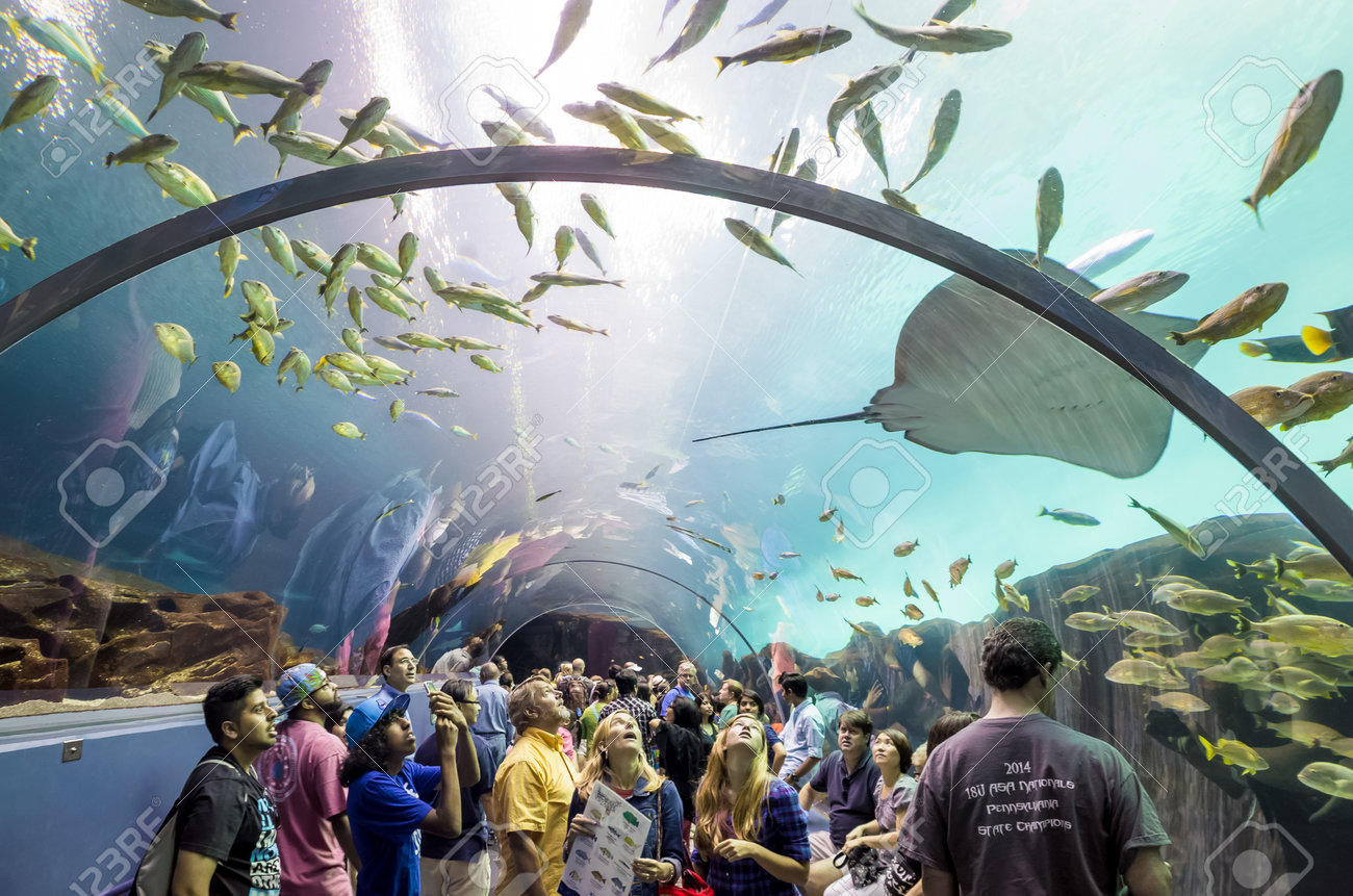 ジョージア州アトランタのジョージア水族館の人々 世界最大の水族館 ジョージア州アトランタで水の 800 万ガロン以上 14 年 8 月 2 日に開催の 8 月 2 Interior の写真素材 画像素材 Image ジョージア州アトランタのジョージア水族館の人々 世界最大の水族館 ジョージア州アトランタで水の 800 万ガロン以上 14 年 8 月 2 日に開催の 8 月 2 Interior の写真素材 画像素材 Image