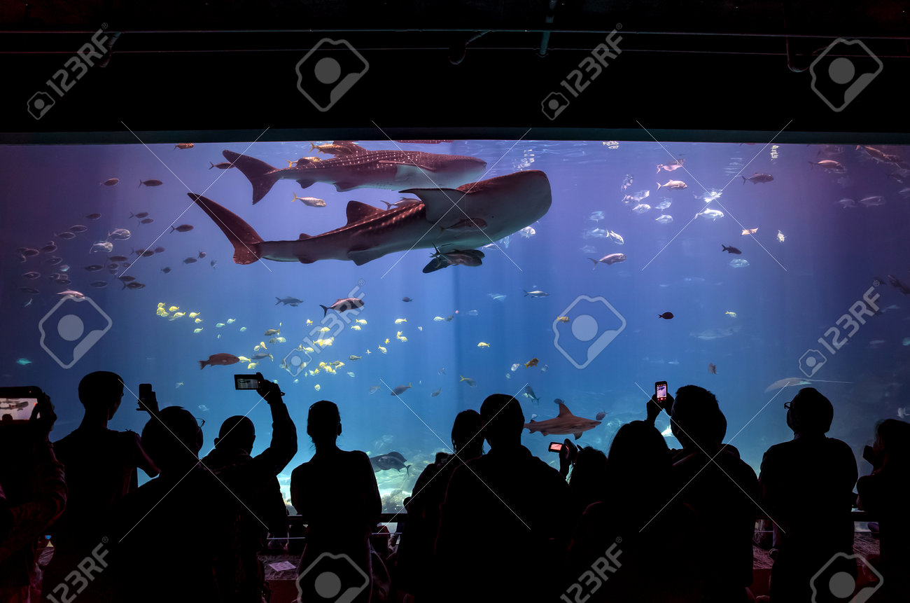 ジョージア州アトランタのジョージア水族館の人々 世界最大の水族館 ジョージア州アトランタで水の 800 万ガロン以上 14 年 8 月 2 日に開催の 8 月 2 Interior の写真素材 画像素材 Image