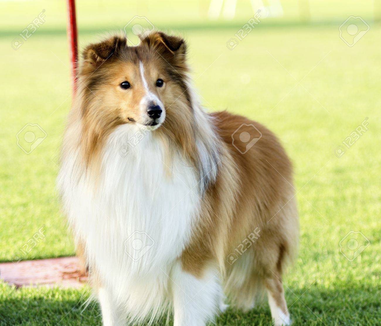 small shetland sheepdog