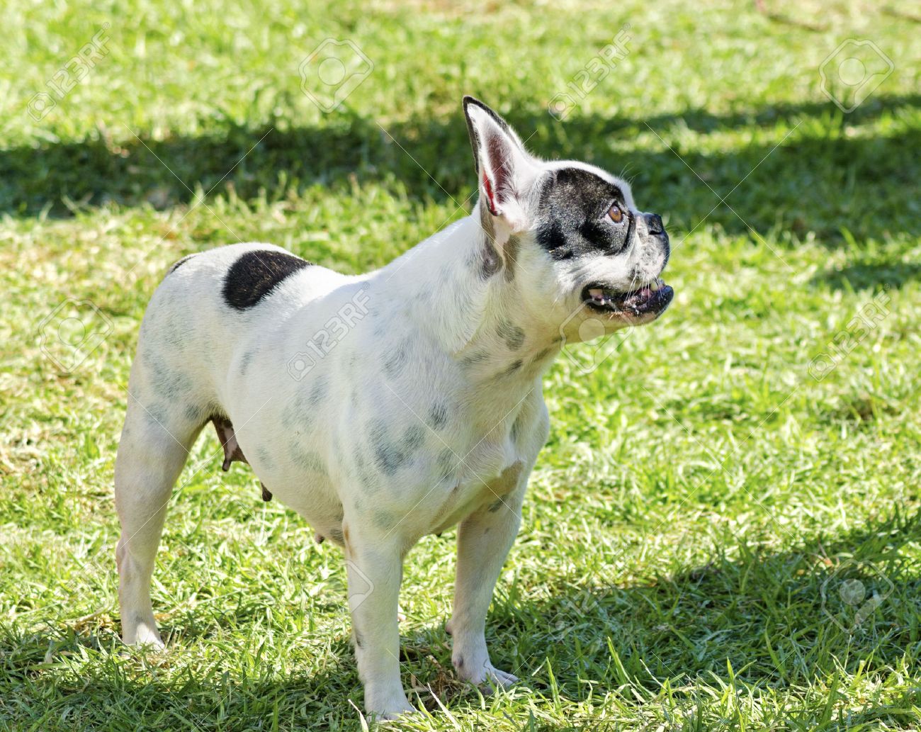 小さく 若い 美しい 黒と白ボストン テリア犬に立っている芝生 Aka ボストン雄牛 ボストン テリアは非常に知的な簡単に仕込むことができます の写真素材 画像素材 Image