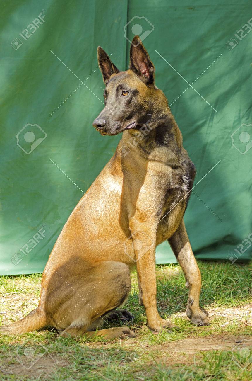 Eine Junge Schone Schwarz Und Mahagoni Belgischer Schaferhund Sitzt Auf Dem Rasen Malinois Arbeiten Hunde Sehr Intelligent Und Verwendet In Militar Und Polizei Lizenzfreie Fotos Bilder Und Stock Fotografie Image 22996815
