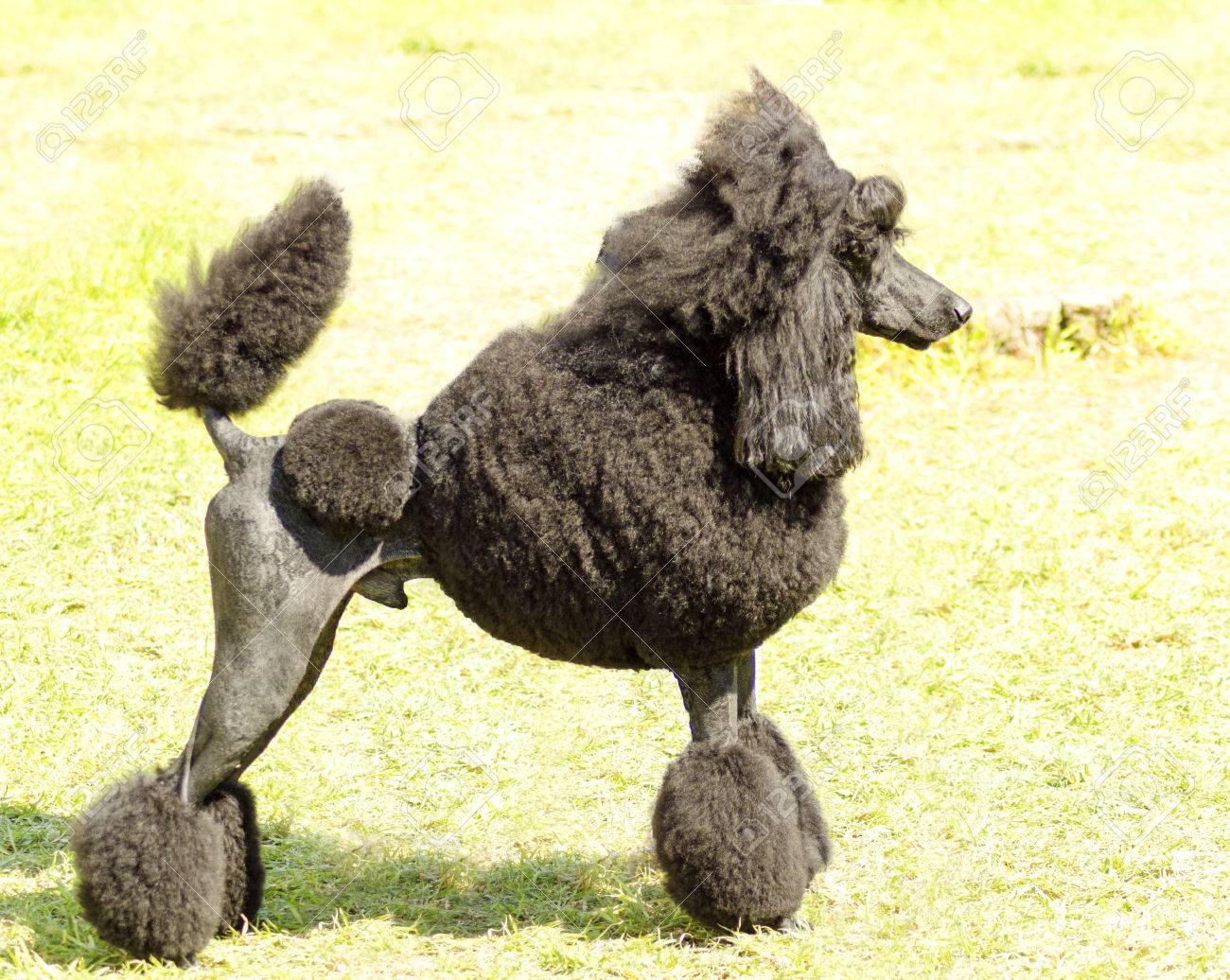 small standard poodle