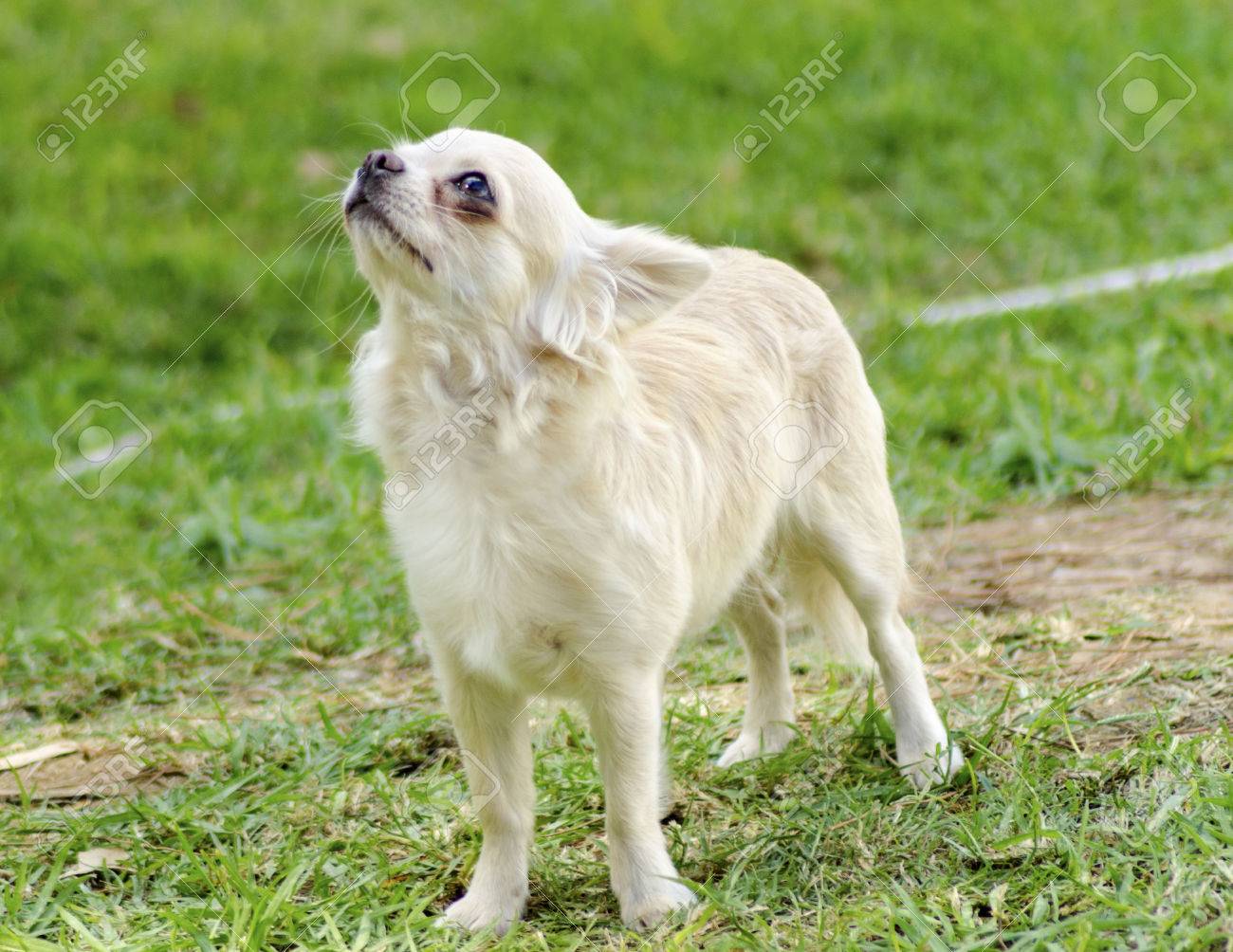 A Small Young Beautiful Fawn Cream Long Coated Chihuahua Standing On The Lawn Chihuahua Dogs Are The Smallest In Size Stock Photo Picture And Royalty Free Image Image 22997217