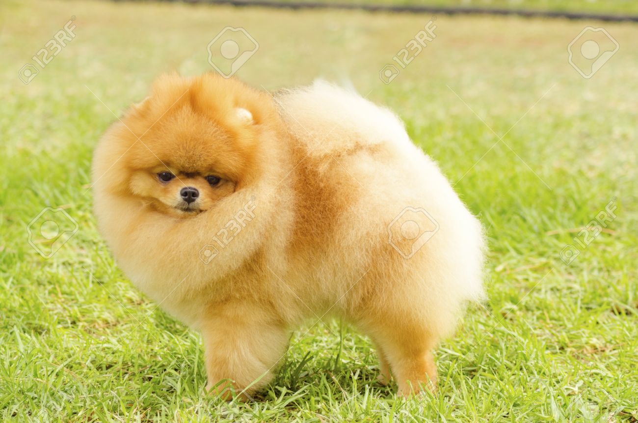 small orange dog