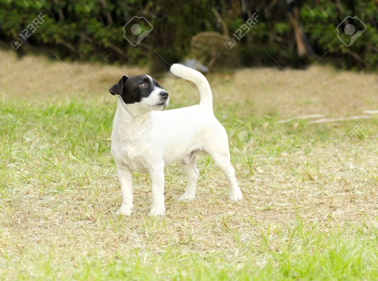 A Small Black And White Rough Coated Jack Russell Terrier Dog