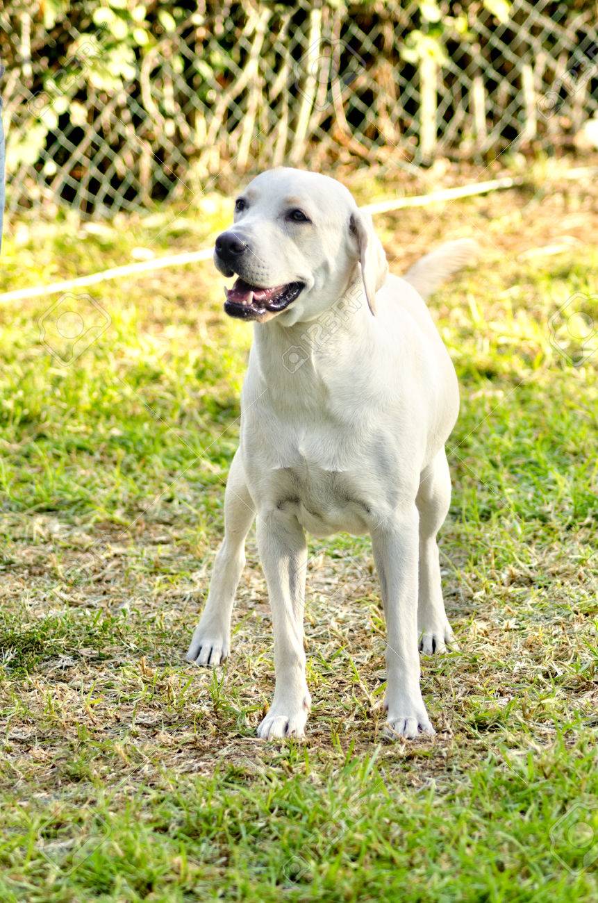white lab dogs