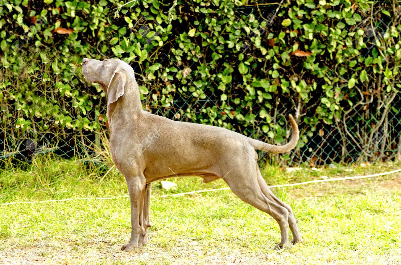 A Young Beautiful Silver Blue Gray Weimaraner Dog Standing
