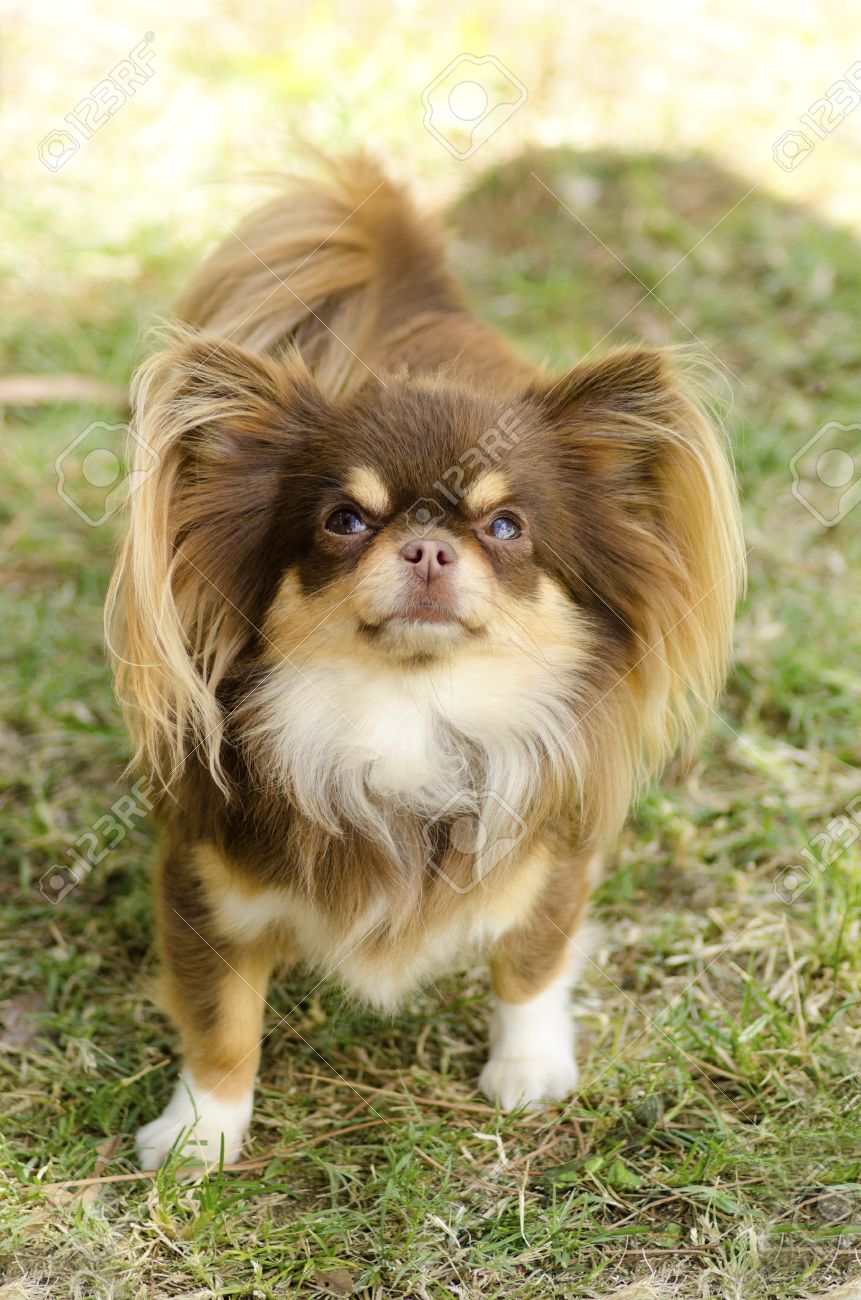 A Small Young Beautiful Chocolate And Cream Brown Long Coated