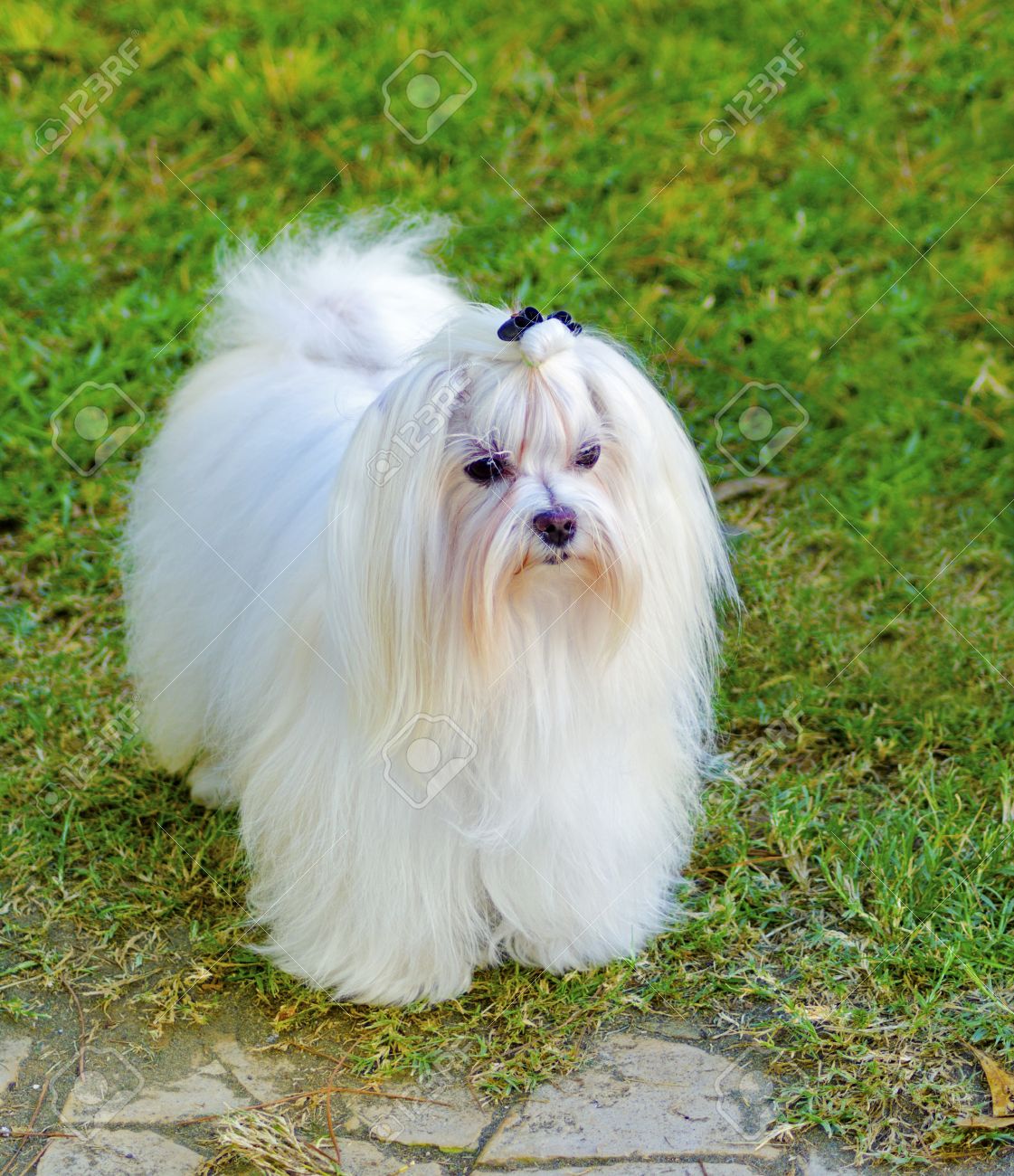 dog with long silky hair