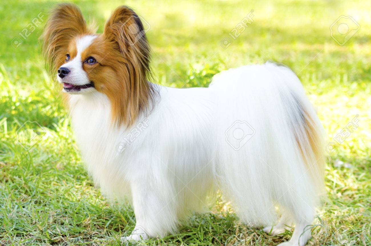 非常に友好的で 美しい芝生の上に立っている小さな赤と白のパピヨン犬 別名コンティネンタル トイ スパニエル の写真素材 画像素材 Image 非常に友好的で 美しい芝生の上に立っている小さな赤と白のパピヨン犬 別名コンティネンタル トイ スパニエル の写真素材 画像素材 Image