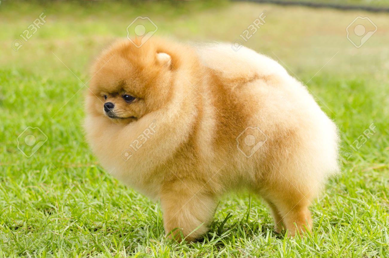 草の上の小さな若い美しいフワフワ オレンジ ポメラニアン子犬犬立っての側面図です Pom 犬グッズ カテゴリであり 非常に良い仲間の犬を作ると見なされます の写真素材 画像素材 Image
