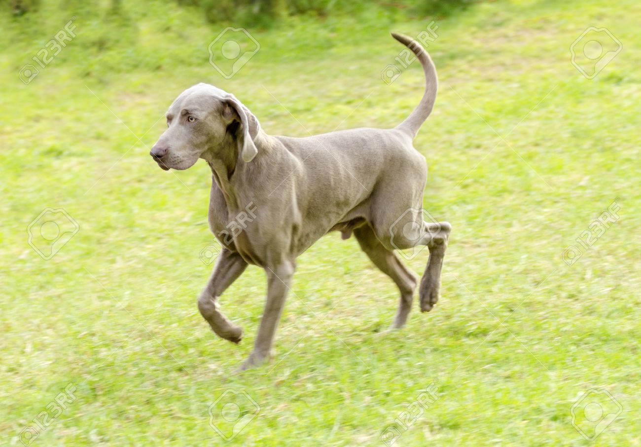 若い 美しい 銀の青灰色のワイマラナー犬ないドッキングの尾を持つ芝生の上を歩いてします グレイ ゴーストはもともと狩猟銃犬飼育王族や貴族のものです の写真素材 画像素材 Image 若い 美しい 銀の青灰色のワイマラナー犬ないドッキングの尾を持つ芝生の上を歩いてします グレイ ゴーストはもともと狩猟銃犬飼育王族や貴族のものです の写真素材 画像素材 Image