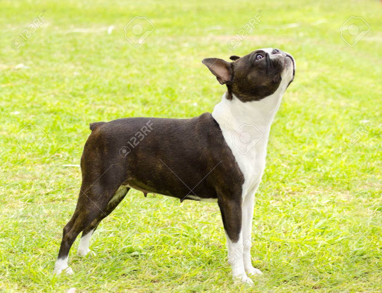小さく 若い 美しい 黒と白ボストン テリア犬に立っている芝生 Aka ボストン雄牛 の写真素材 画像素材 Image