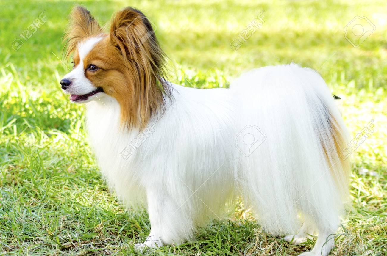 Un Petit Chien Blanc Et Rouge Papillon Aka épagneul De Jouet Continental Debout Sur Lherbe En Regardant Très Sympathique Et Belle