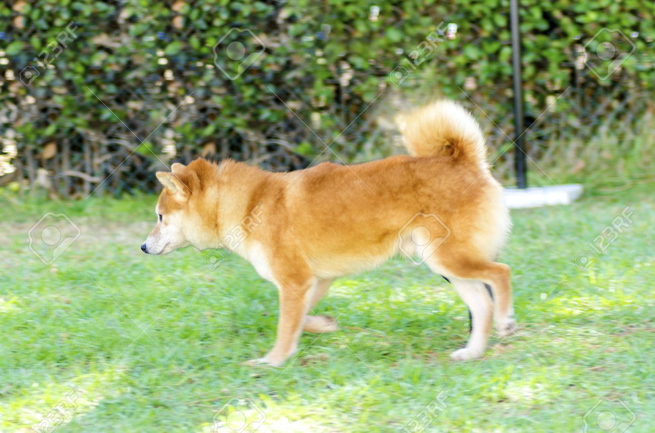 Une Vue De Profil Dun Jeune Faon Beau Crème Et Rouge Shiba Inu Chiot De Marcher Sur La Pelouse Shiba Inu Chiens Japonais Sont Semblables à Des