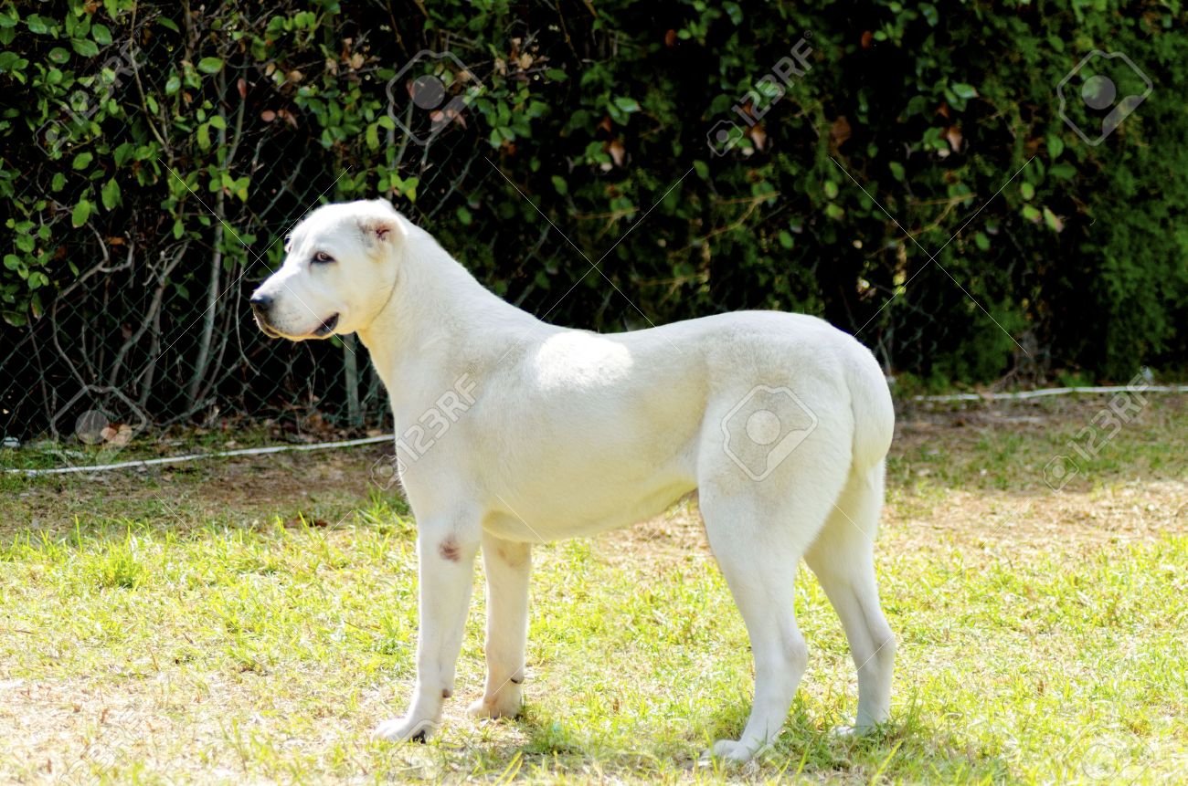 若い美しい白い中央アジア羊飼いの犬に立っている怠惰な超然としている探している草 中央アジア シープドッグ 通常小さいトリミング耳と厚い二重コート 大型の堅牢な犬です の写真素材 画像素材 Image