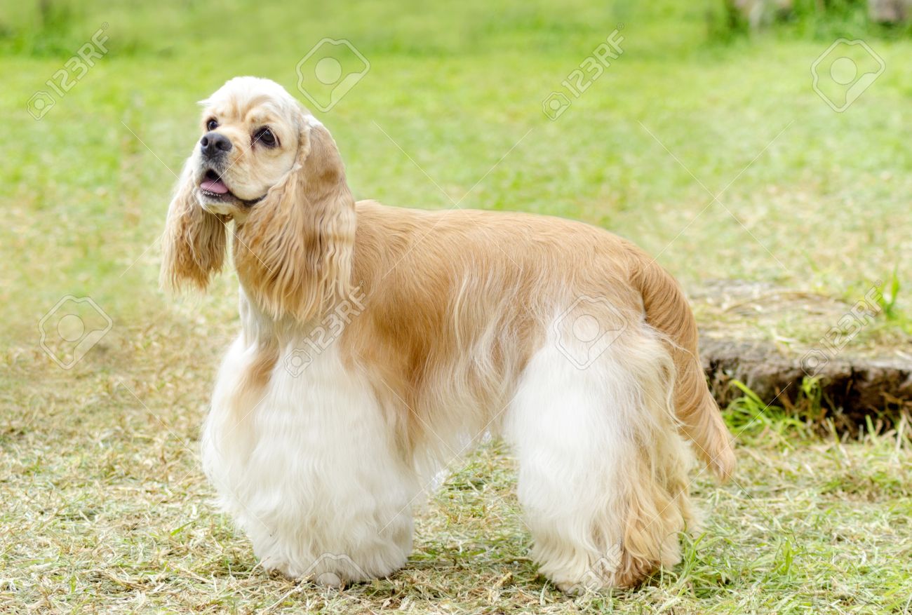 小さな 若い美しい子鹿 軽いクリームと白アメリカのコッカー Spaniel 犬 探して非常に友好的で 美しいショーのカットにクリップそのコートを草の上に立っています コッカー Spanyell 犬は インテリジェントな穏やかで陽気な品種です の写真素材 画像素材 Image
