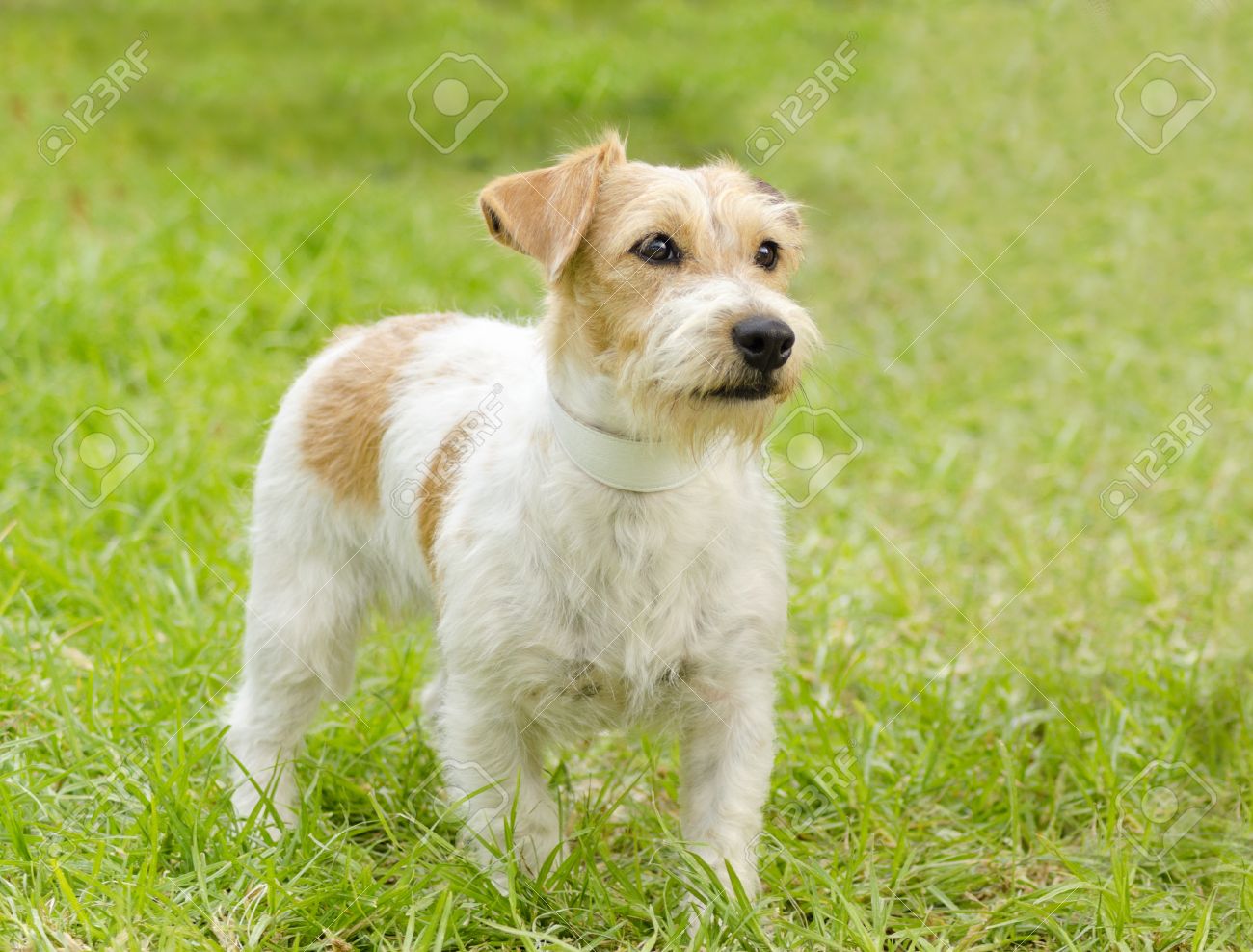 rough jack russell