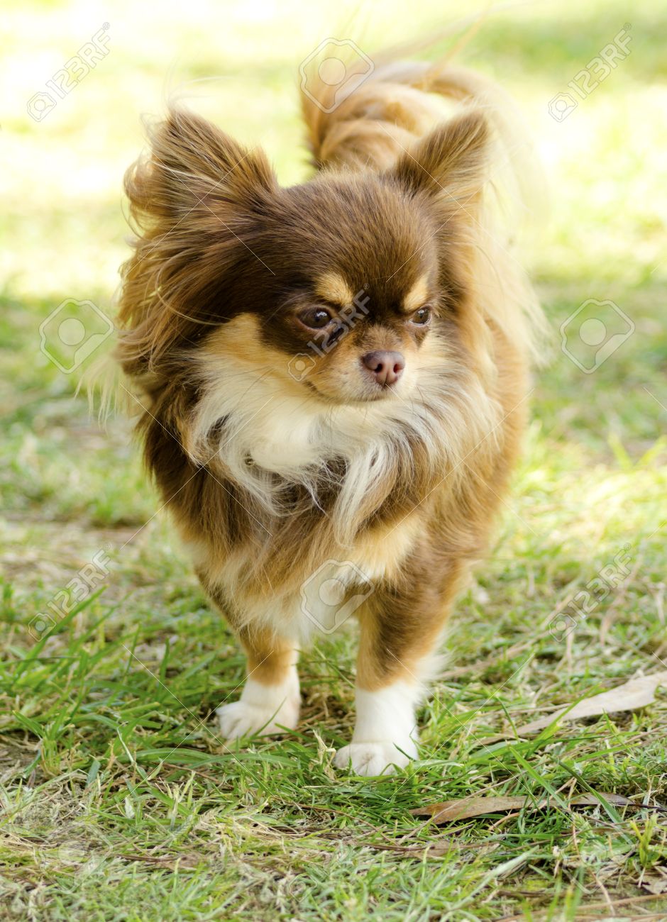 Chihuahua Pelo Largo Cabeza De Venado Un Pequeño, Joven, Hermoso, Chocolate Y Crema, Marrón, Pelo Largo Chihuahua  Pie En El Césped. Perros Chihuahua Son Los Más Pequeños De Tamaño. Fotos,  Retratos, Imágenes Y Fotografía De Archivo Libres De