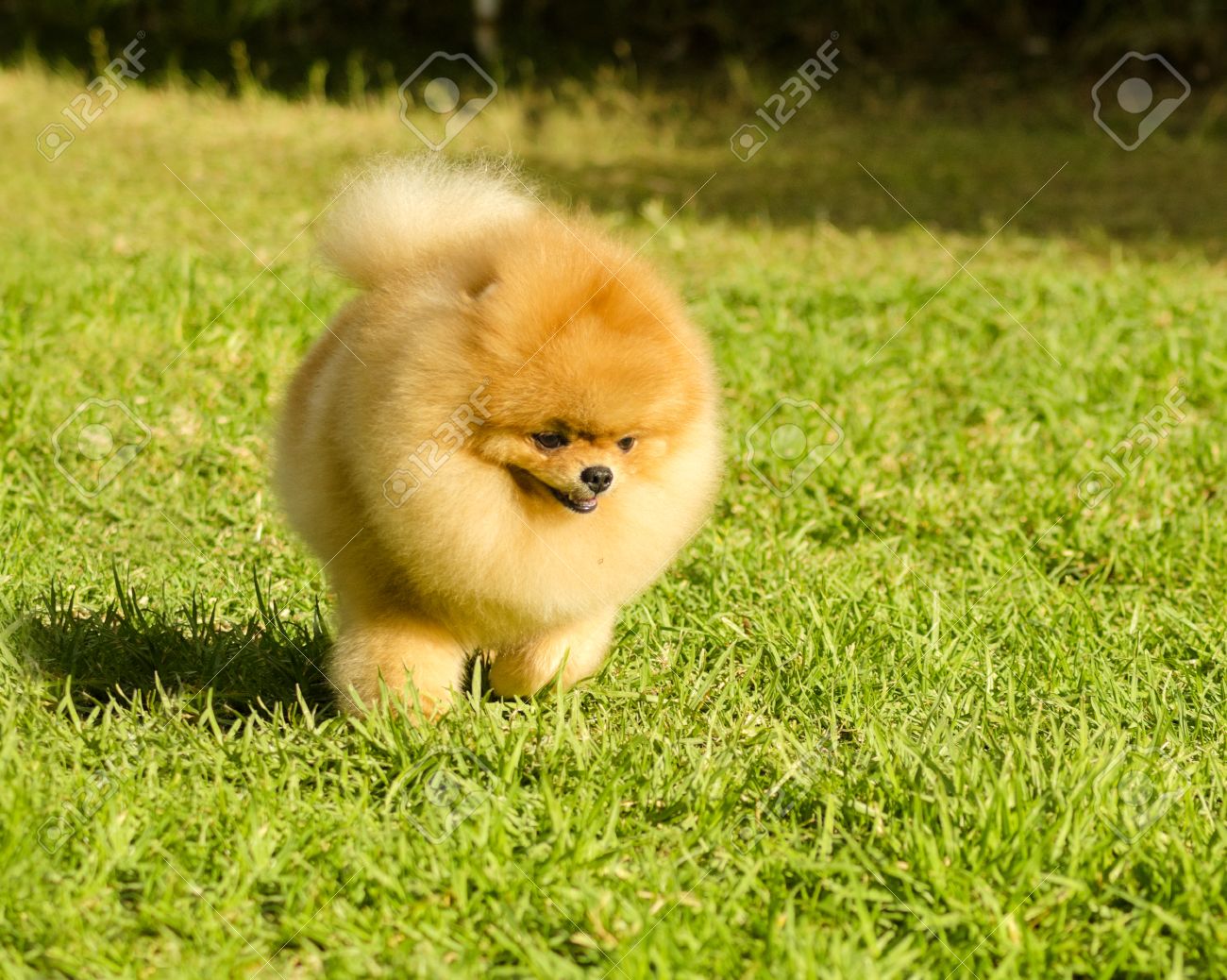 草の上を歩いて小さな若い美しいフワフワ オレンジ ポメラニアン子犬犬 Pom 犬グッズ カテゴリであり 非常に良い仲間の犬を作ると見なされます の写真素材 画像素材 Image