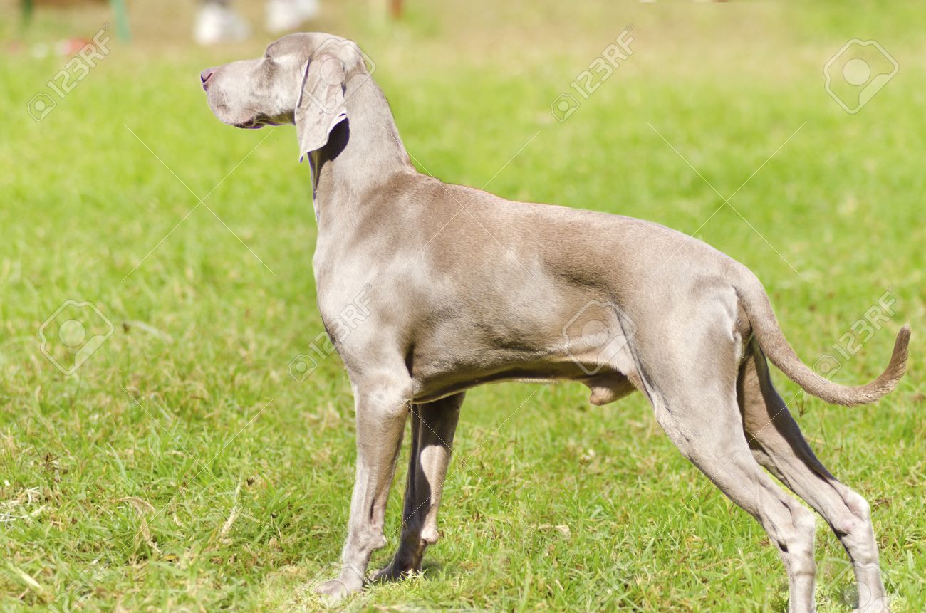 gray hunting dog