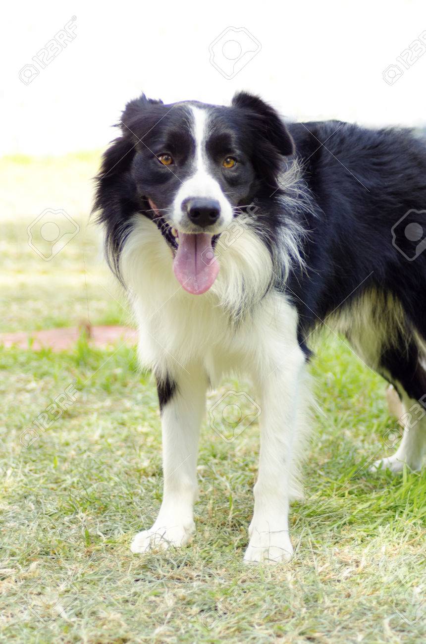 若い 健康的な美しい 白と黒のボーダーコリー犬に立っている非常に幸せそうに見えて草 スコットランドの牧羊犬は 最もインテリジェントな品種の一つとしてランクされて の写真素材 画像素材 Image