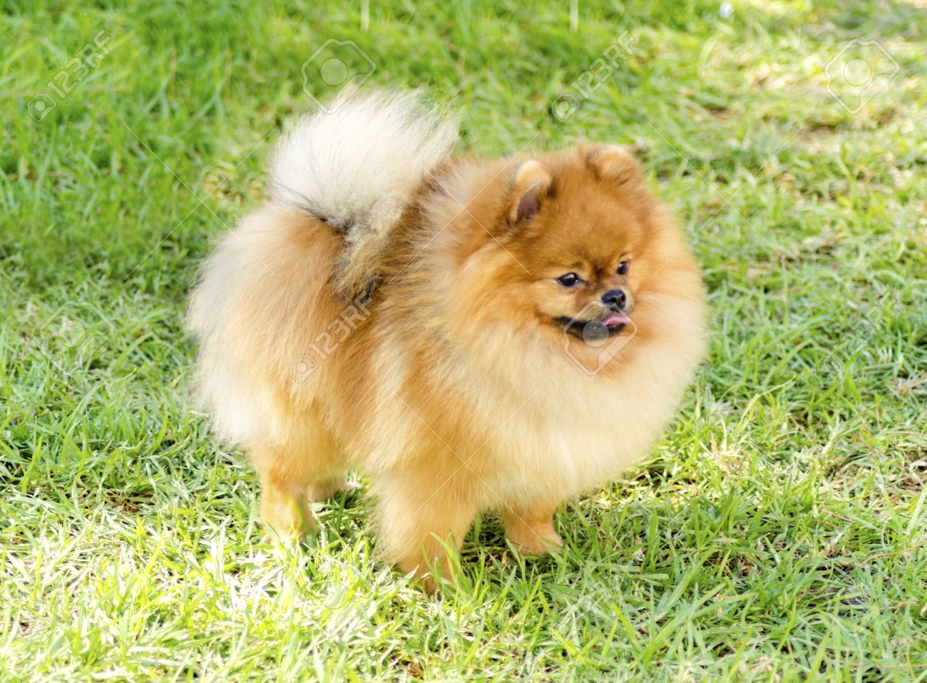 草の上の小さな若い美しいフワフワ オレンジ ポメラニアン犬立っての側面図です Pom 犬グッズ カテゴリであり 非常に良い仲間の犬を作ると見なされます の写真素材 画像素材 Image