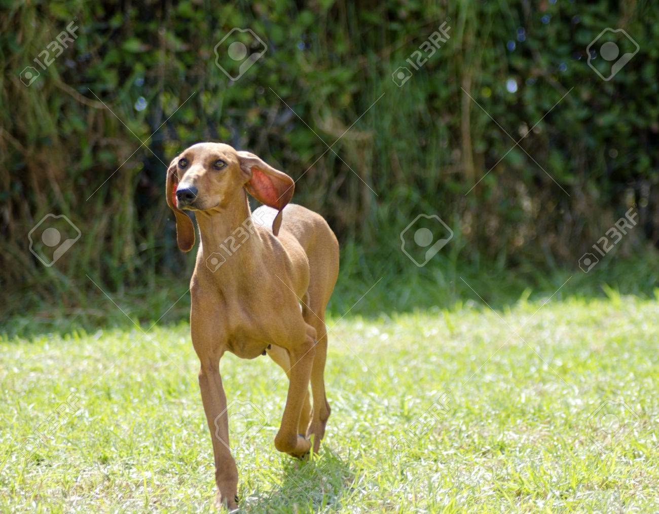 若い 美しい 子鹿赤茶色滑らかなコーティング Segugio イタリア語犬は草の上を実行しています イタリア語ハウンド ドッグ長い頭と耳があり 狩猟 犬として使用されます の写真素材 画像素材 Image