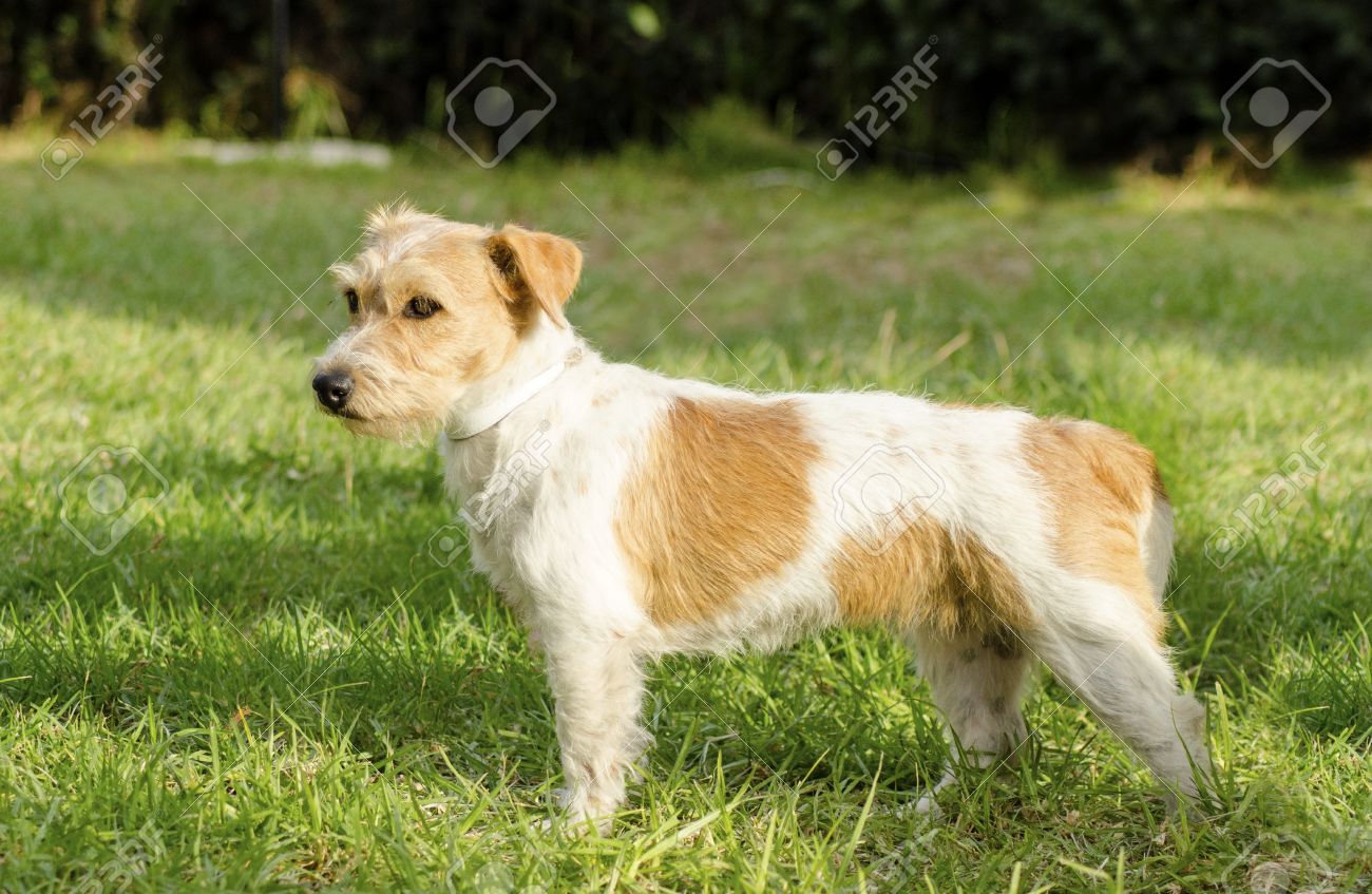A Small White And Tan Rough Coated Jack Russell Terrier Dog Standing