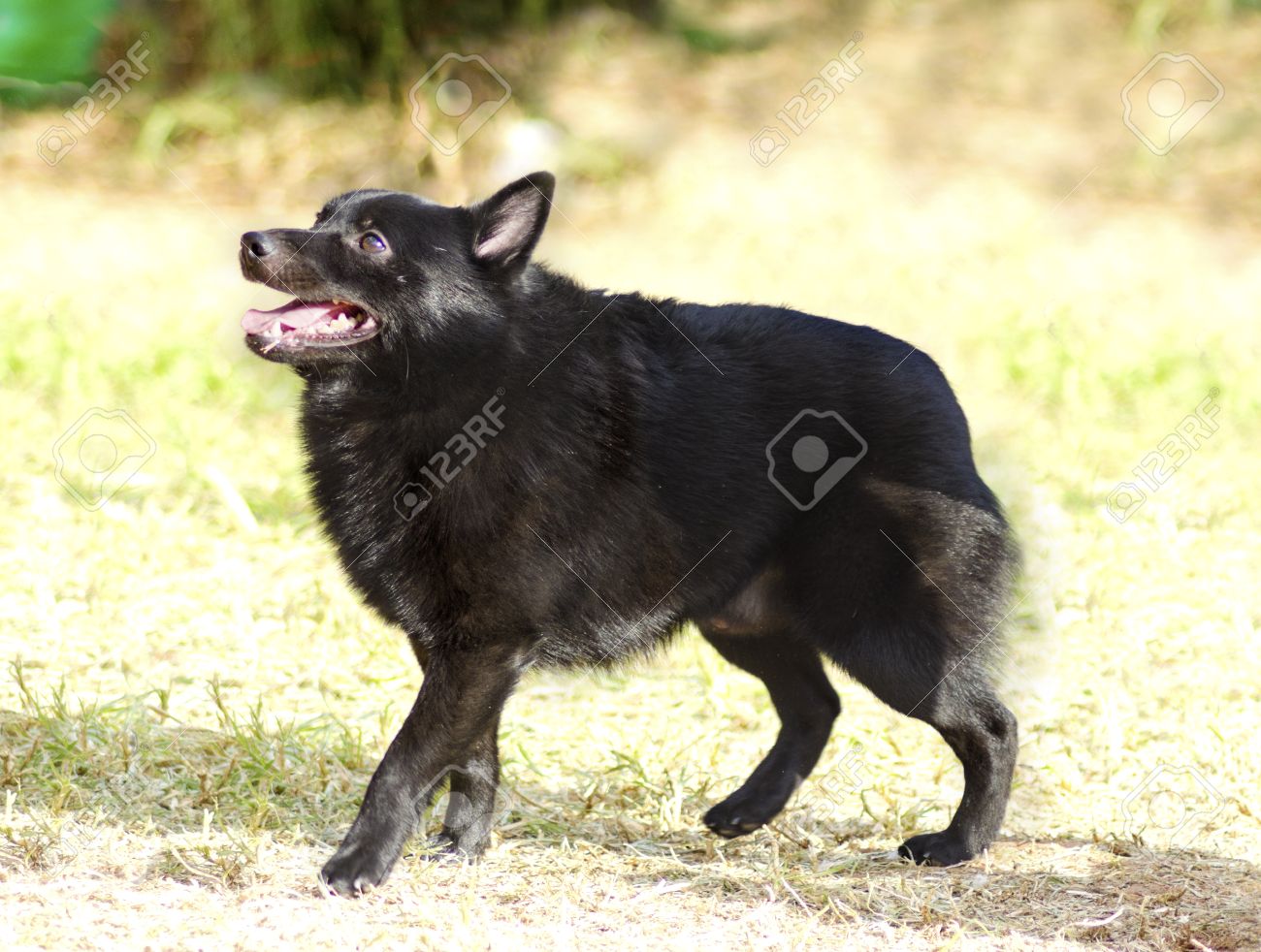 若い 健康な美しい 黒シッパーキー犬に立っている草の幸せと遊び心を探しています Spitzke は小さい先のとがった耳勃起牧畜犬とキツネのように見えます の写真素材 画像素材 Image 若い 健康な美しい 黒シッパーキー犬に立っている草の幸せと遊び心を探しています Spitzke は小さい先のとがった耳勃起牧畜犬とキツネのように見えます の写真素材 画像素材 Image
