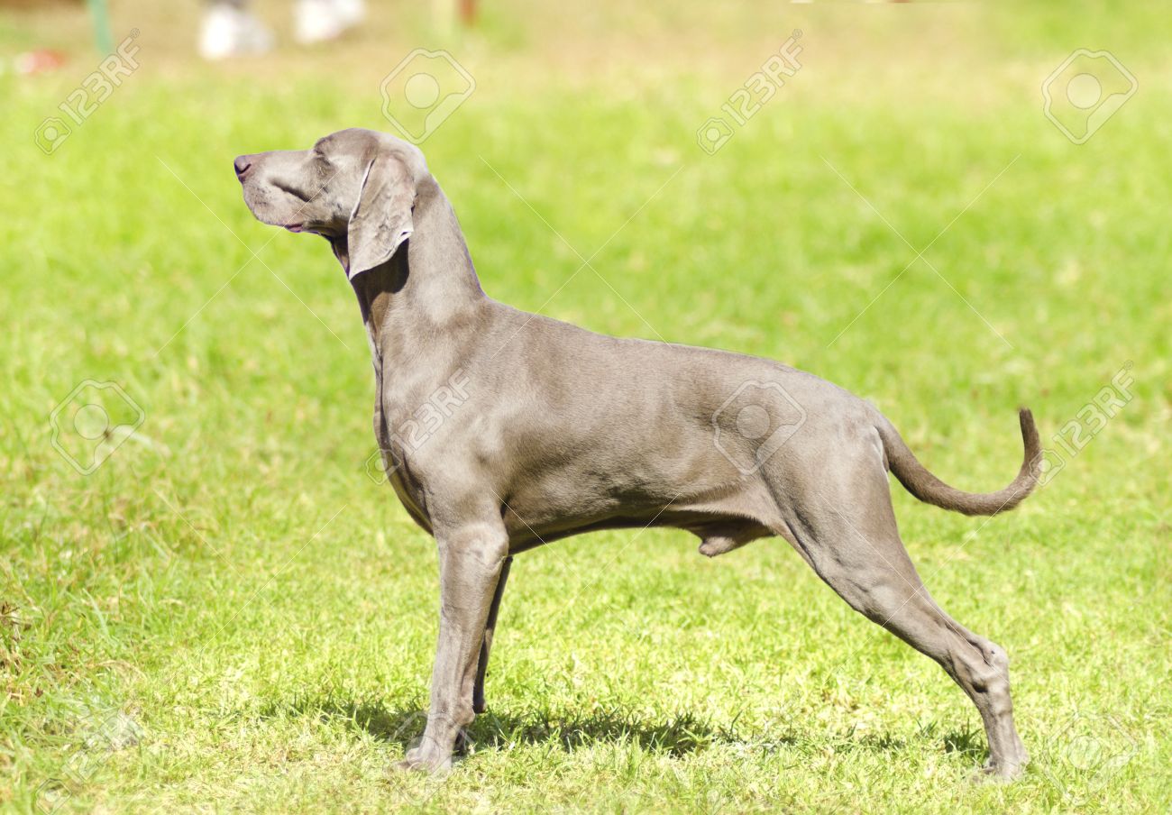 A Young Beautiful Silver Blue Gray Weimaraner Dog Standing