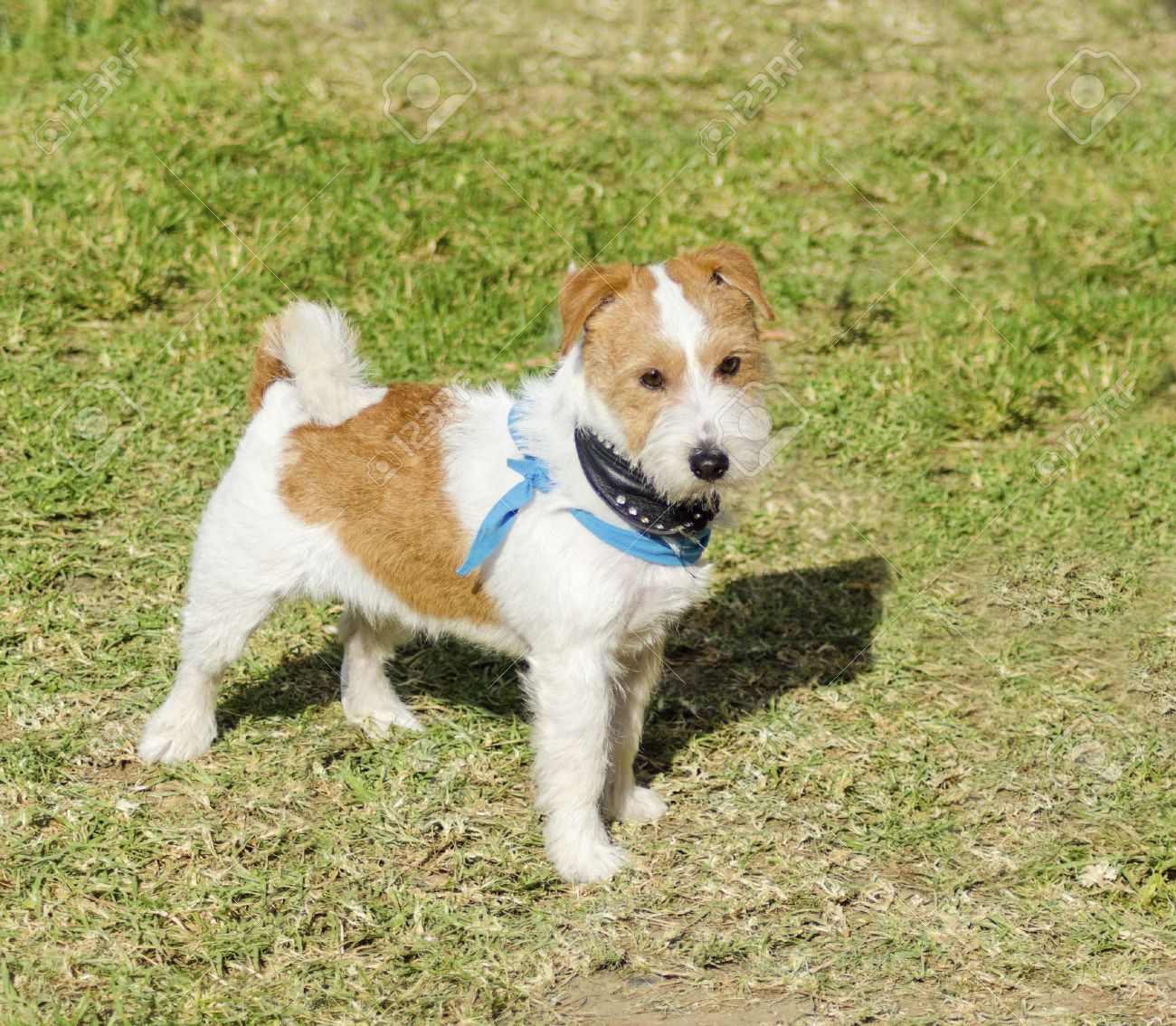 Un Petit Blanc Et Beige Poil Dur Chien Jack Russell Terrier Debout Sur Lherbe Lair Très Heureux Portant Un Foulard Noir Et Bleu Jack Russell Sont