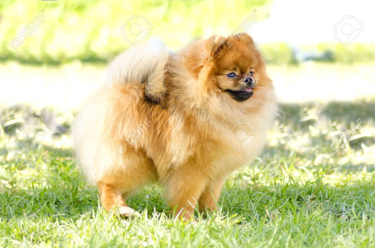 草の上の小さな若い美しいフワフワ オレンジ ポメラニアン子犬犬立っての側面図です Pom 犬グッズ カテゴリであり 非常に良い仲間の犬を作ると見なされます の写真素材 画像素材 Image
