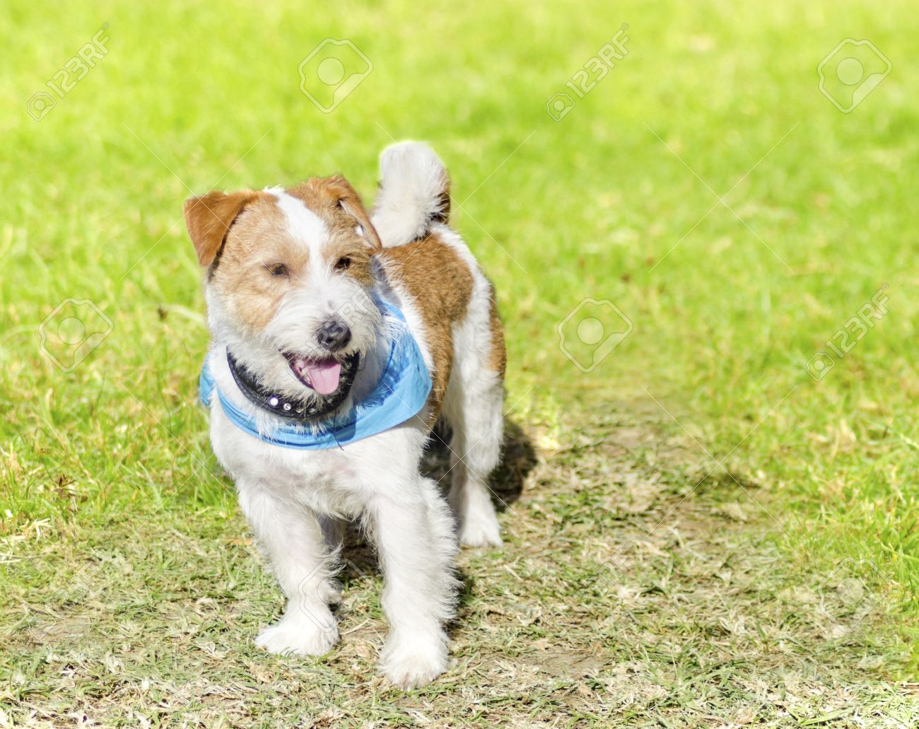 Un Petit Blanc Et Beige Poil Dur Chien Jack Russell Terrier Debout Sur Lherbe Lair Très Heureux Portant Un Foulard Noir Et Bleu Jack Russell Sont