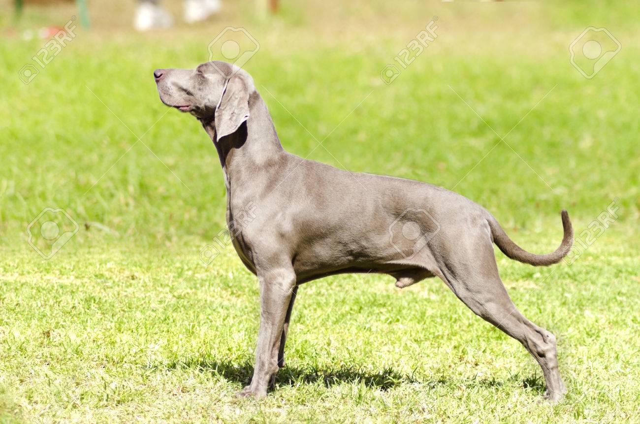 gray hunting dog
